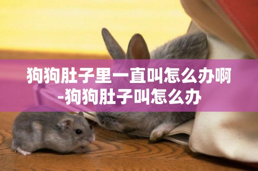 狗狗肚子里一直叫怎么辦啊-狗狗肚子叫怎么辦