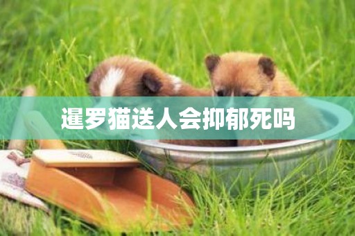 暹羅貓送人會抑郁死嗎
