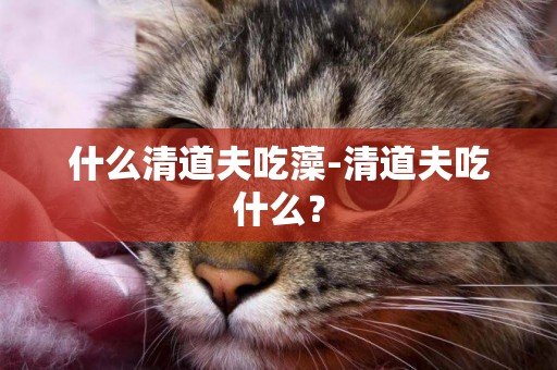 什么清道夫吃藻-清道夫吃什么？