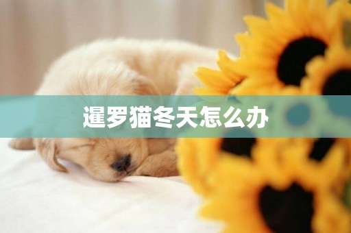 暹羅貓冬天怎么辦
