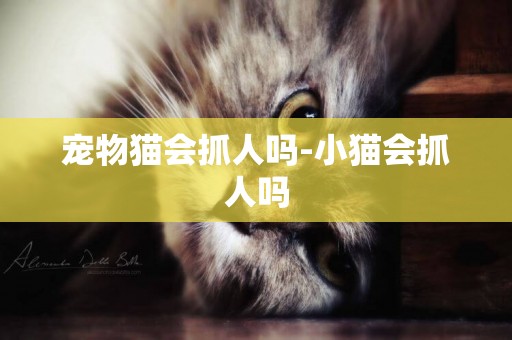 寵物貓會抓人嗎-小貓會抓人嗎
