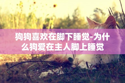 狗狗喜歡在腳下睡覺-為什么狗愛在主人腳上睡覺