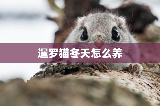 暹羅貓冬天怎么養