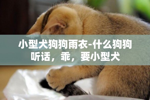 小型犬狗狗雨衣-什么狗狗聽話，乖，要小型犬
