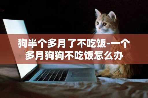 狗半個多月了不吃飯-一個多月狗狗不吃飯怎么辦