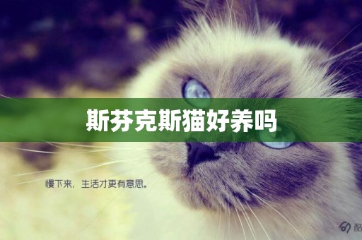 斯芬克斯貓好養嗎