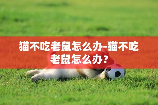 貓不吃老鼠怎么辦-貓不吃老鼠怎么辦？