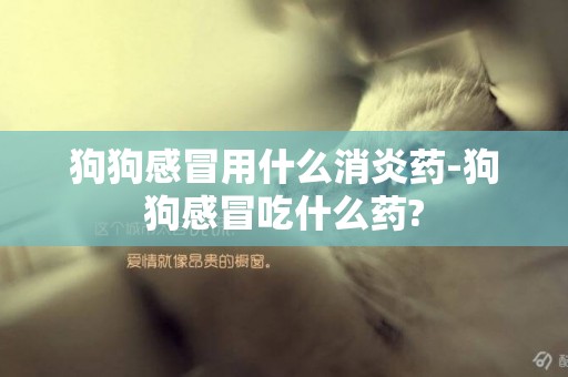 狗狗感冒用什么消炎藥-狗狗感冒吃什么藥?