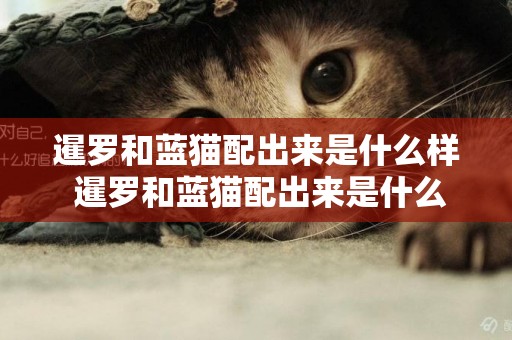 暹羅和藍貓配出來是什么樣 暹羅和藍貓配出來是什么貓