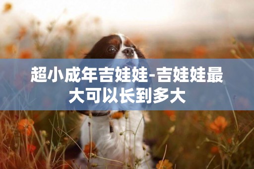 超小成年吉娃娃-吉娃娃最大可以長到多大