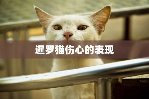 暹羅貓傷心的表現