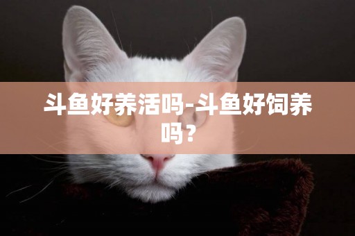 斗魚好養活嗎-斗魚好飼養嗎？