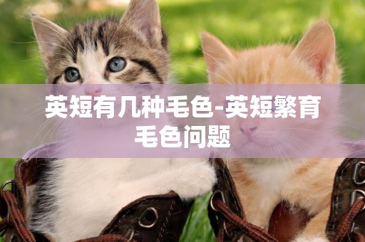 英短有幾種毛色-英短繁育毛色問題