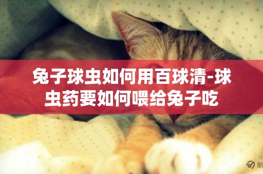 兔子球蟲如何用百球清-球蟲藥要如何喂給兔子吃