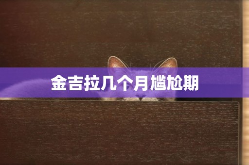 金吉拉幾個月尷尬期