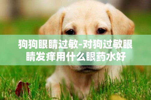 狗狗眼睛過敏-對狗過敏眼睛發癢用什么眼藥水好