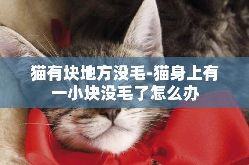 貓有塊地方沒毛-貓身上有一小塊沒毛了怎么辦
