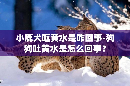 小鹿犬嘔黃水是咋回事-狗狗吐黃水是怎么回事？