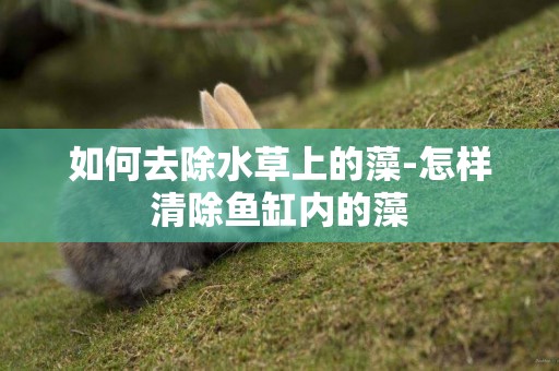 如何去除水草上的藻-怎樣清除魚缸內的藻