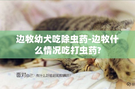 邊牧幼犬吃除蟲藥-邊牧什么情況吃打蟲藥?
