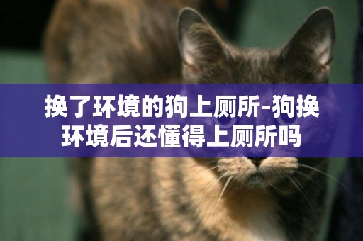 換了環境的狗上廁所-狗換環境后還懂得上廁所嗎