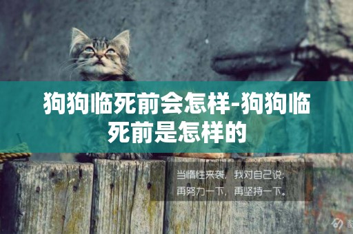 狗狗臨死前會怎樣-狗狗臨死前是怎樣的