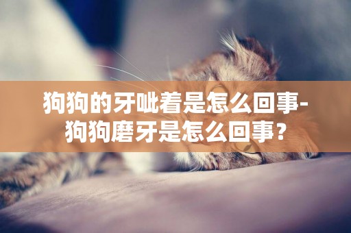 狗狗的牙呲著是怎么回事-狗狗磨牙是怎么回事？