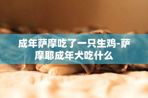 成年薩摩吃了一只生雞-薩摩耶成年犬吃什么