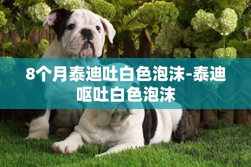 8個月泰迪吐白色泡沫-泰迪嘔吐白色泡沫