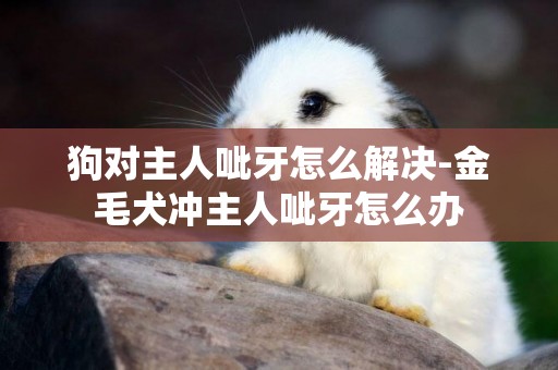 狗對主人呲牙怎么解決-金毛犬沖主人呲牙怎么辦