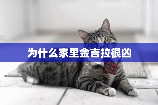 為什么家里金吉拉很兇