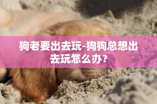 狗老要出去玩-狗狗總想出去玩怎么辦？