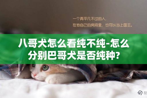 八哥犬怎么看純不純-怎么分別巴哥犬是否純種?