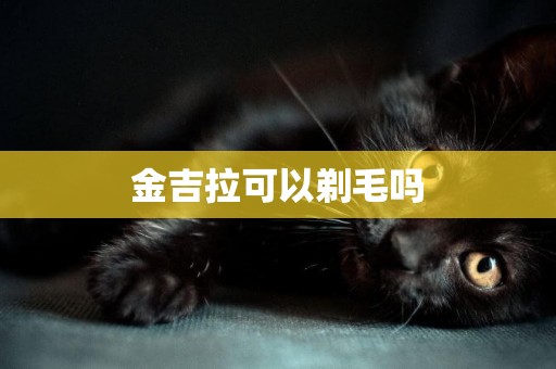 金吉拉可以剃毛嗎