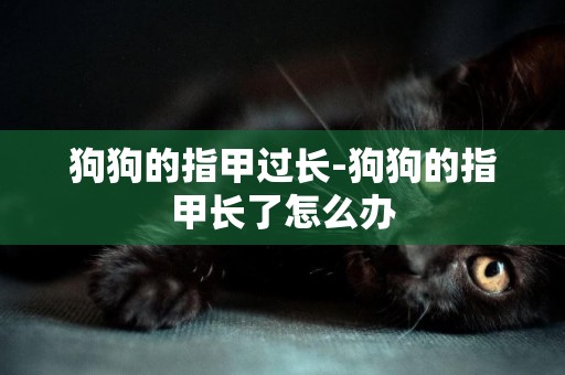 狗狗的指甲過長-狗狗的指甲長了怎么辦