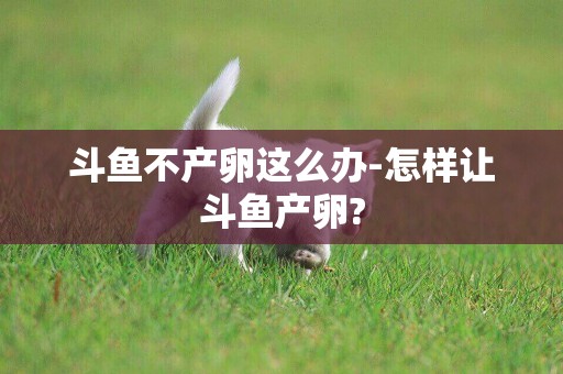 斗魚不產卵這么辦-怎樣讓斗魚產卵?