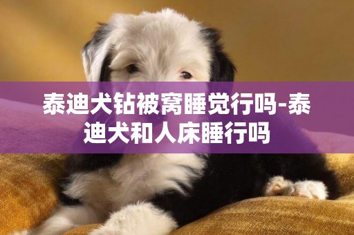 泰迪犬鉆被窩睡覺行嗎-泰迪犬和人床睡行嗎
