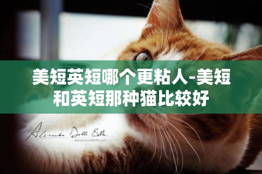 美短英短哪個更粘人-美短和英短那種貓比較好