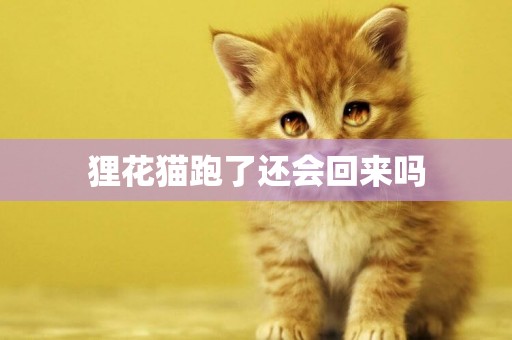 貍花貓跑了還會回來嗎