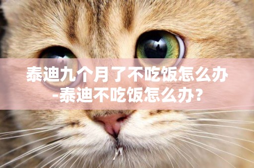 泰迪九個月了不吃飯怎么辦-泰迪不吃飯怎么辦？