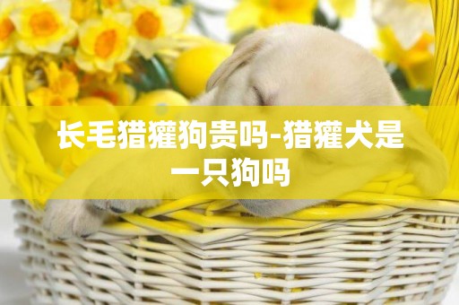 長毛獵獾狗貴嗎-獵獾犬是一只狗嗎