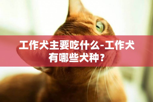 工作犬主要吃什么-工作犬有哪些犬種？