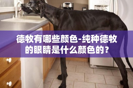 德牧有哪些顏色-純種德牧的眼睛是什么顏色的？