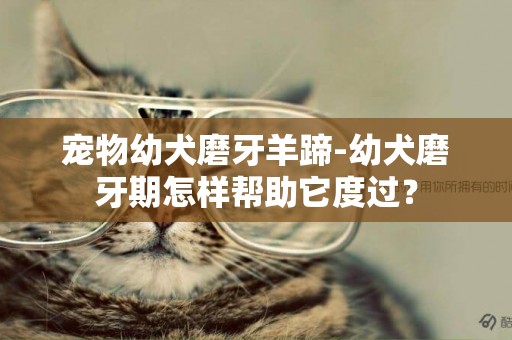 寵物幼犬磨牙羊蹄-幼犬磨牙期怎樣幫助它度過？