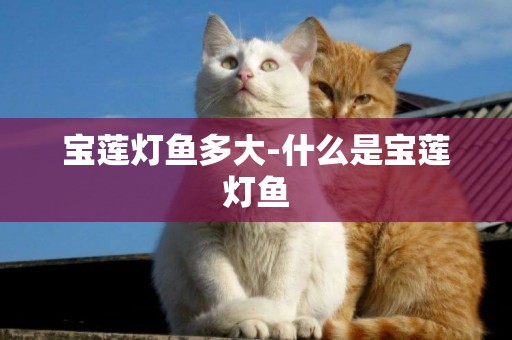 寶蓮燈魚多大-什么是寶蓮燈魚