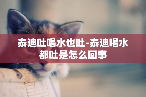 泰迪吐喝水也吐-泰迪喝水都吐是怎么回事