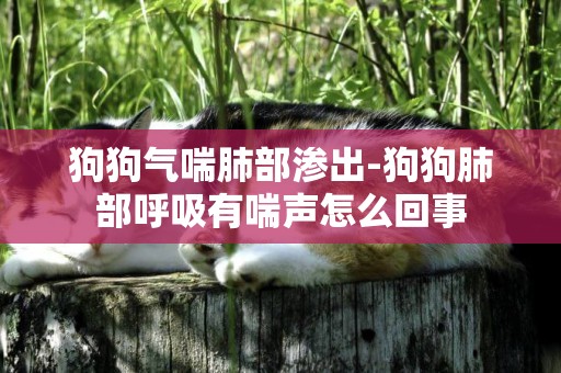 狗狗氣喘肺部滲出-狗狗肺部呼吸有喘聲怎么回事