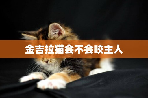 金吉拉貓會不會咬主人