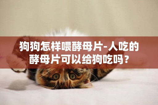 狗狗怎樣喂酵母片-人吃的酵母片可以給狗吃嗎？