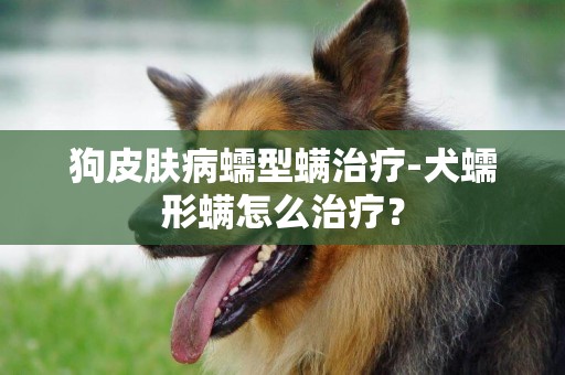 狗皮膚病蠕型螨治療-犬蠕形螨怎么治療？